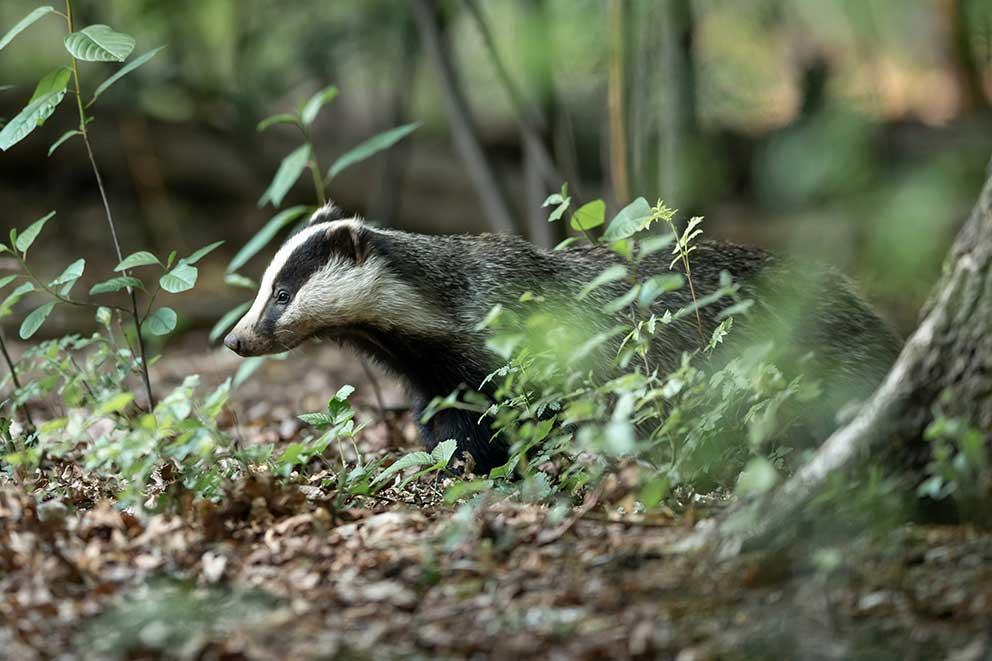 badger